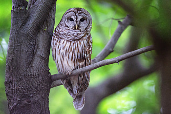 Animals, Owl, Bird, Wood, Tree, Branch, Grey HD wallpaper