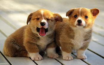 Animals, Dogs, Background, Puppies, Welsh Corgi, Pembroke HD wallpaper