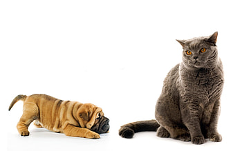 leave me alone, dog, cat, shar pei, domestic HD wallpaper