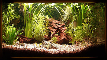 beautiful aquarium, beautiful, plants, water, aquarium HD wallpaper