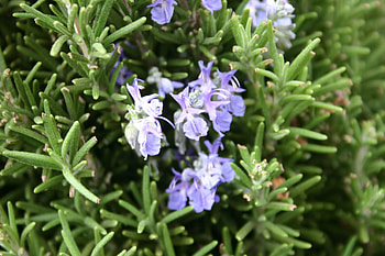 Yellowing leaves, Troublesome spider mites, Rosemary's woes, Gardening issues HD wallpaper
