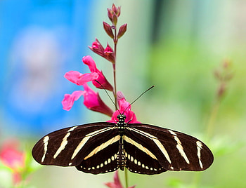 Zebra Longwing, butterfly, flower, longwing, yellow and black, pink official butterfly of florida HD wallpaper