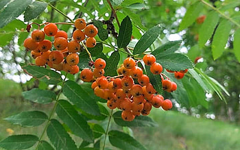 Rowanberries, Latvia, macro, rowan HD wallpaper