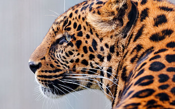 Animals, Leopard, Muzzle, Spotted, Spotty, Predator, Big Cat HD wallpaper