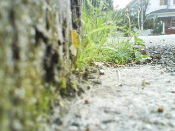 green, life, small, healty HD wallpaper