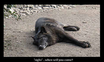 Dear wolf when will you come, winter, dog, canis lupus, lone wolf, wolf, howling, snow, the pack, mythical, white, timber, wolves, grey, lobo, wisdom beautiful, grey wolf, wisdom, nature, canine, friendship, arctic, solitude, black, quotes, wolf pack, , wild animal black, wolfrunning, abstract, pack, majestic, howl, spirit, wolf HD wallpaper