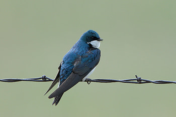 Tree swallow , Background , Feathered friends, Avian beauty HD wallpaper