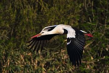 Flying stork, Dynamic background, Separation play, Raw footage HD wallpaper