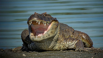 Jaw, Crocodiles HD wallpaper