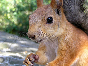 Animals, Squirrel, Rodents HD wallpaper