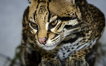 Ocelot , Beautiful portraits, Agile hunters, Graceful movements HD wallpaper