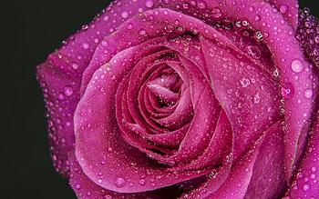 Drops, Macro, Rose Flower, Rose, Petals HD wallpaper
