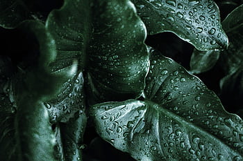 Close-up of lush tropical leaves covered in water droplets, highlighting nature's beauty. HD wallpaper