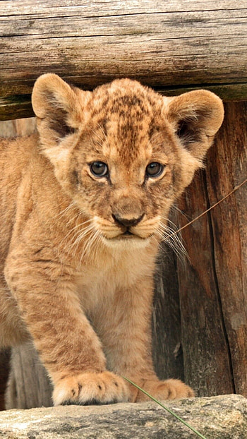 Cute lion cubs, Innocent smiles, Majestic wildlife, Captivating charm HD phone wallpaper