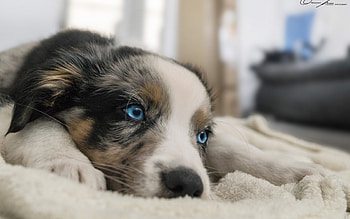 Puppy, animal, dog, white, blue eyes, australian shepherd, caine HD wallpaper