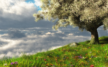 Landscape, Trees, Grass HD wallpaper