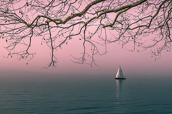 Sailboat, Boat, River, Morning, Branches HD wallpaper