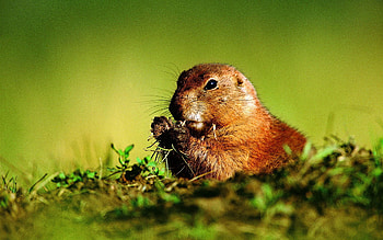 Animals, Squirrel, Rodent, Eat HD wallpaper