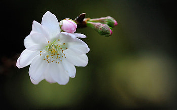 Background, Flower, Macro, Petals HD wallpaper