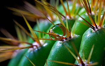 Flower, Macro, Cactus, Thorns, Prickles HD wallpaper