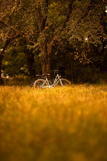 Transport, Trees, Miscellanea, Miscellaneous, Forest, Bicycle HD phone wallpaper
