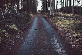Nature, Trees, Grass, Road, Path HD wallpaper