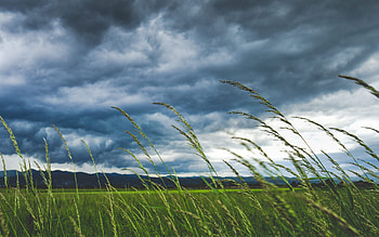 green grass field swayed by the wind under dim sky preview HD wallpaper