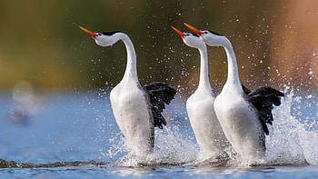 :D, white, pasari, bird, water, nature HD wallpaper