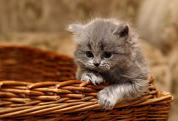 kitty in a basket, basket, cat, kitty, animals HD wallpaper