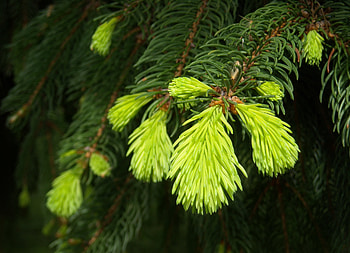 Macro, Branch, Fir, Spruce HD wallpaper