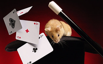 Adorable hamster portraits, Cute and fluffy, Furry little pets, Hamster HD wallpaper