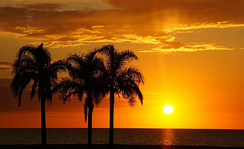 Sunset, sea, sun, palm trees HD wallpaper