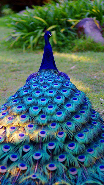 Peacock, Adorable Peacock HD phone wallpaper