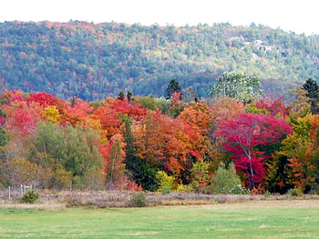 Fall colours, forests, nature HD wallpaper