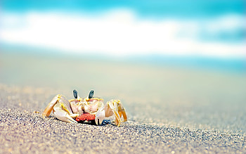 Crab, Yellow crab, On the sand HD wallpaper
