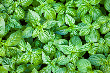 Food plants, Green herb, Basil produce, Flowering plant HD wallpaper