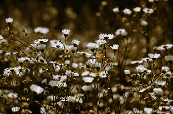 Meadow, plants, white flowers, spring HD wallpaper
