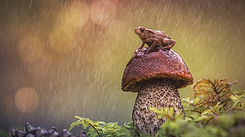 Macro graphy, Mushroom close-ups, Nature's beauty, Intricate details HD wallpaper