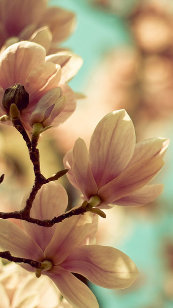 Magnolia flowers, Mobile HD phone wallpaper