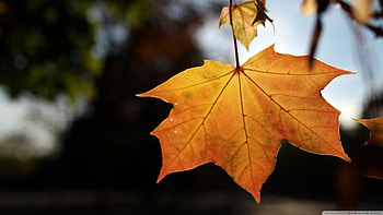 The end of autumn, autumn, nature, leave, gold HD wallpaper