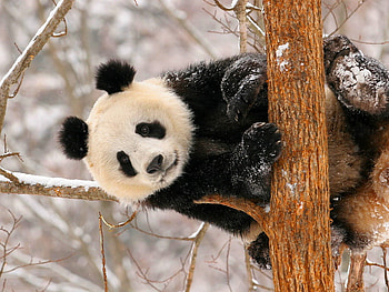 Hello there, winter, animal, tree, branch, bear, snow, hello, forest, panda HD wallpaper