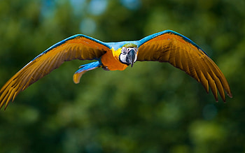 Animals, Birds, Parrots HD wallpaper