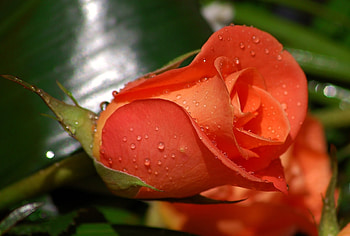 Flowers, Drops, Flower, Rose Flower, Rose, Bud HD wallpaper