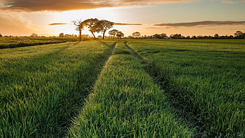 Path in the grass, Nature , Peaceful walkway, Tranquil scenery HD wallpaper