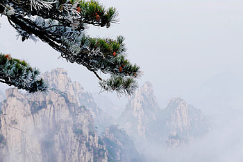 Nature, Mountains, Fog, Spruce, Fir HD wallpaper