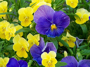 Yellow and purple flowers, purple, yellow, flower, nature, petal HD wallpaper