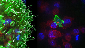 Cell Biology HD wallpaper