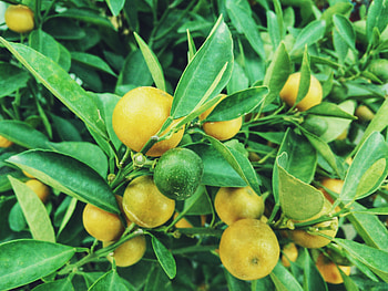 Food, Lemons, Wood, Tree, Branches, Fruit Tree HD wallpaper