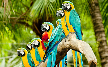Beautiful parrot , High-definition , Nature's wonders, Stunning avian species HD wallpaper