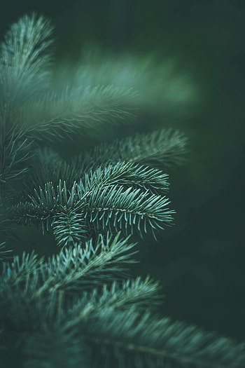Nature, Needle, Macro, Branch, Fir, Spruce HD phone wallpaper